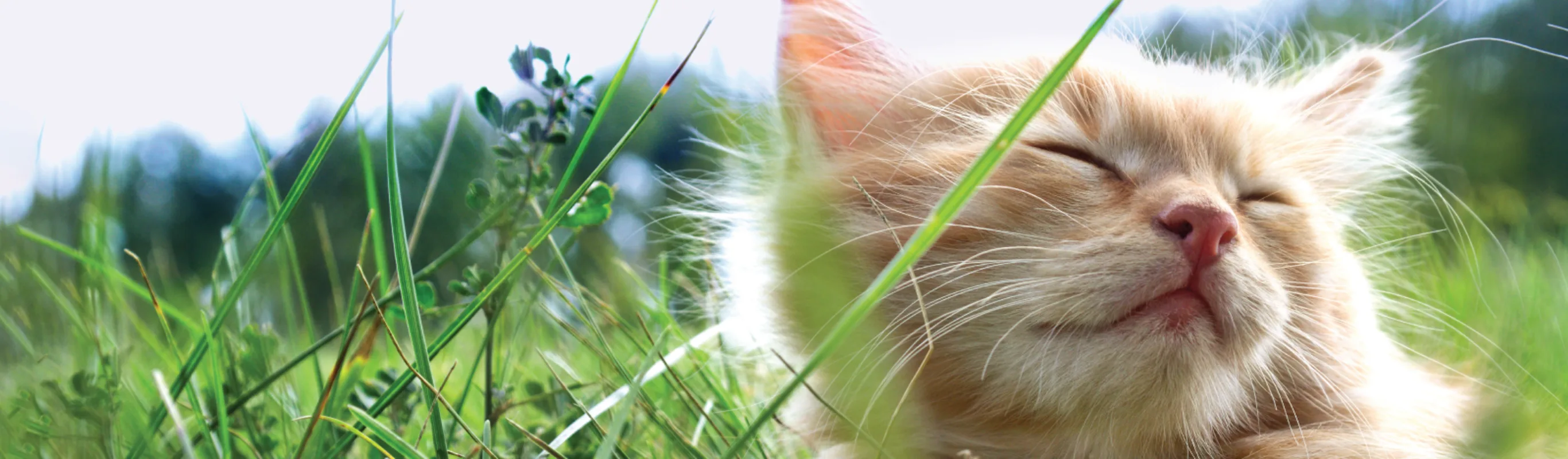 Cat laying in the grass close up